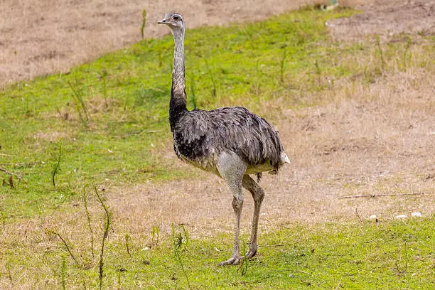 Photo of Greater Rhea