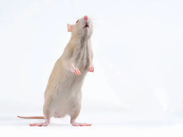 Photo of Funny red rat