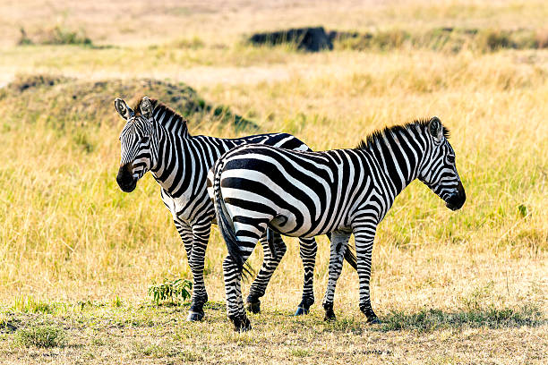 istock Zebras at Savannah and penis 598081578