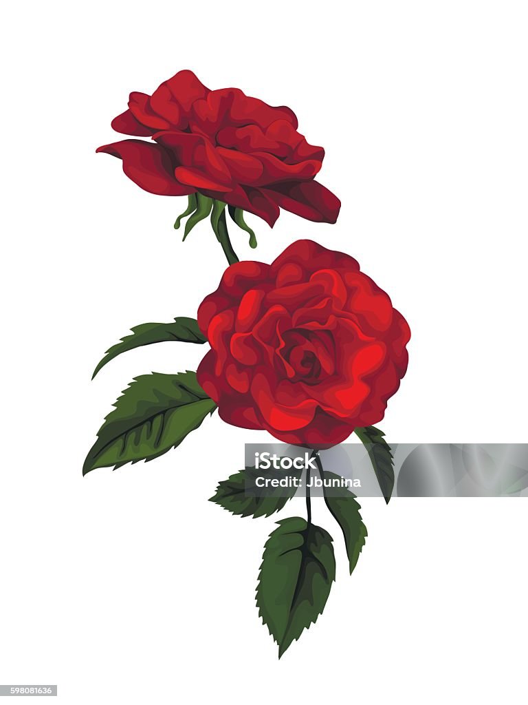 Beautiful Red Rose Isolated On White Stock Illustration - Download ...