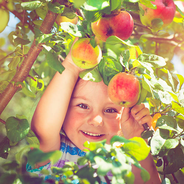 маленькая девочка, собираюя яблоки с дерева - apple eating little girls green стоковые фото и изображения