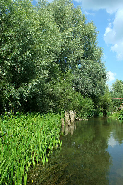 istock The reeds and willow at the tranquil pond 598082568