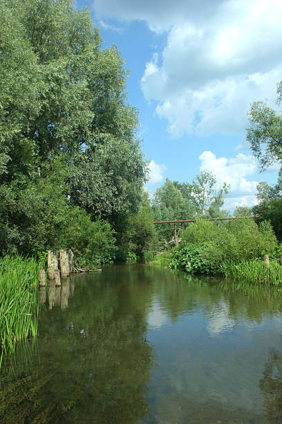 The reeds and willow at the tranquil pond