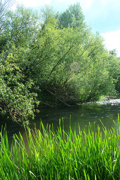 Willow bending over the water, where reeds grow