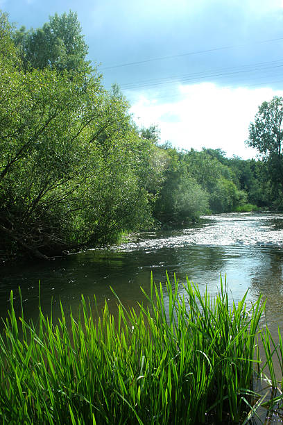 istock The sun reflected on the water, where reeds grow 598082650