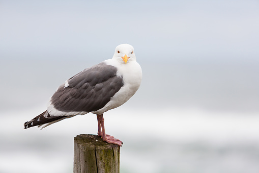 Seagull staring at camera while standing on wooden piling