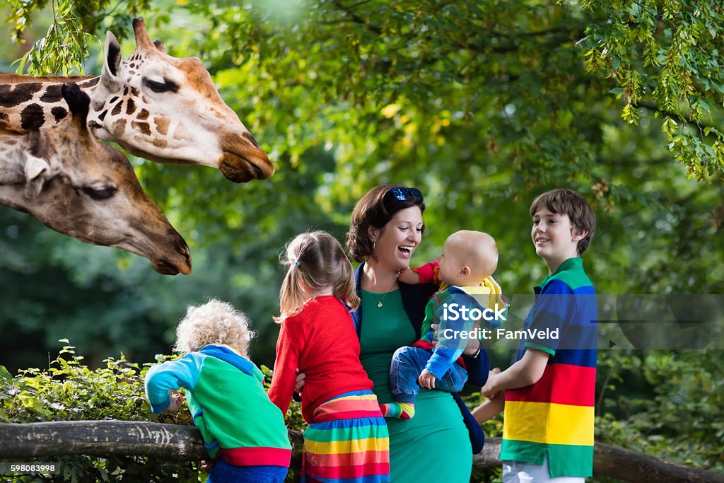 Big family, mother and kids feeding giraffe at the zoo Mother and children, school student, little toddler boy, preschool girl and baby watching and feeding giraffe animals at the zoo. Wildlife experience for parents and kids at animal safari park. Zoo Stock Photo