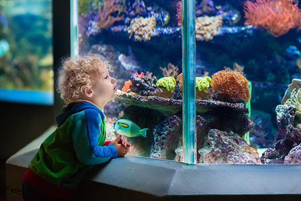 istock Little boy watching tropical aquarium with coral fish 598084196