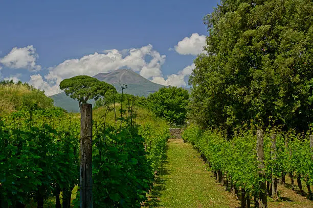 A vineyard in the adjacent to the Pompeii ruins in central Italy.  The mighty Mt. Vesuvius rises into the clouds in the background.