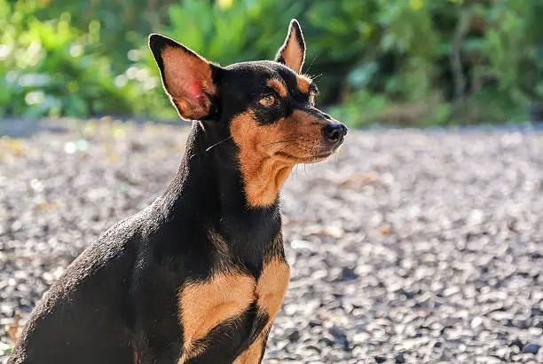 Photo of Miniature pinscher dog