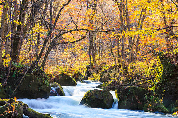 couleurs d'automne de la rivière oirase - parc national de towada hachimantai photos et images de collection