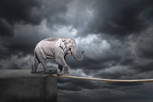 Elephant on tightrope Elephant on tightrope stormy sky. risky behaviour stock pictures, royalty-free photos & images