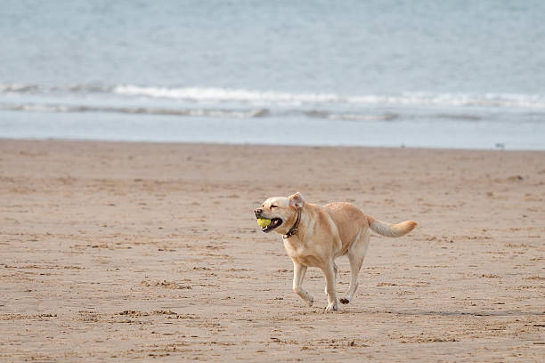 istock Dog with a Ball on the Beach in Whitby, England 598088152