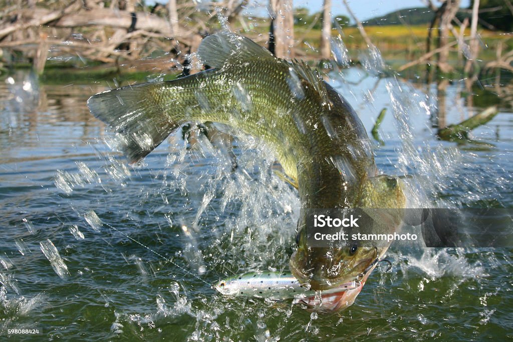 Largemouth Bass 7555 largemouth bass jumping and fighting surface lure Largemouth Bass Stock Photo