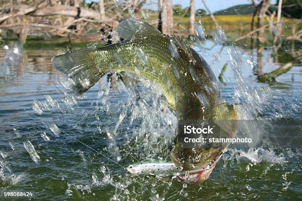 Largemouth Bass 7555 Stock Photo - Download Image Now - Largemouth Bass, Freshwater Fish, Horizontal