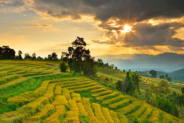 istock Cornfield sunset of Thailand. 598088606