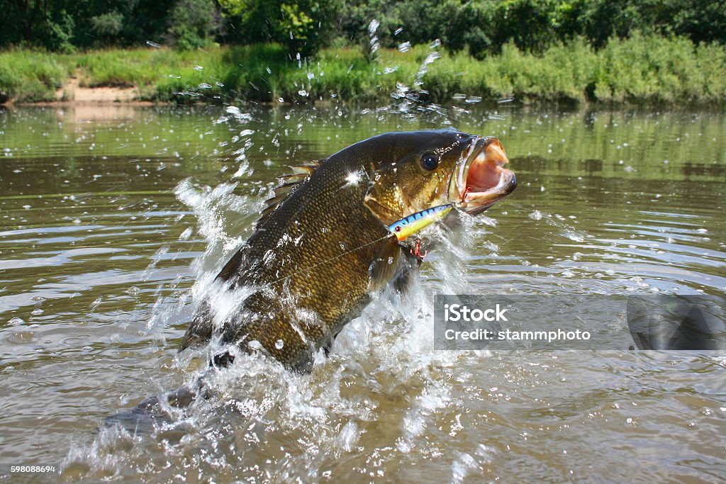 Smallmouth Bass 1446 chug bait on jumping smallmouth bass Smallmouth Bass Stock Photo