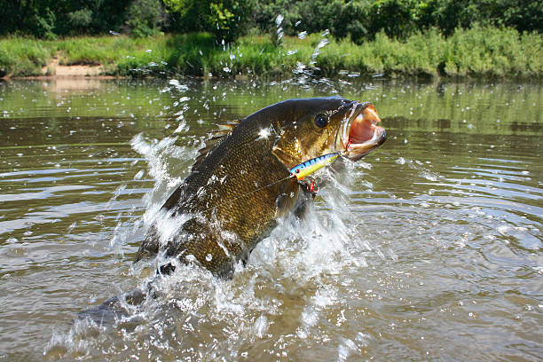 Smallmouth Bass 1446 chug bait on jumping smallmouth bass bass fish stock pictures, royalty-free photos & images
