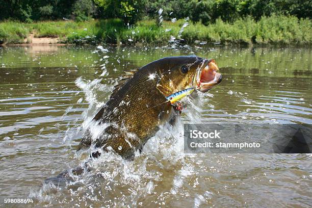 Smallmouth Bass 1446 Stock Photo - Download Image Now - Smallmouth Bass, Freshwater Fish, Freshwater Fishing