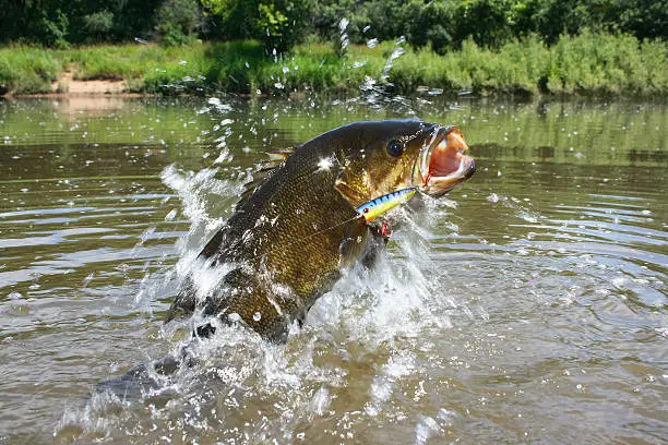 chug bait on jumping smallmouth bass