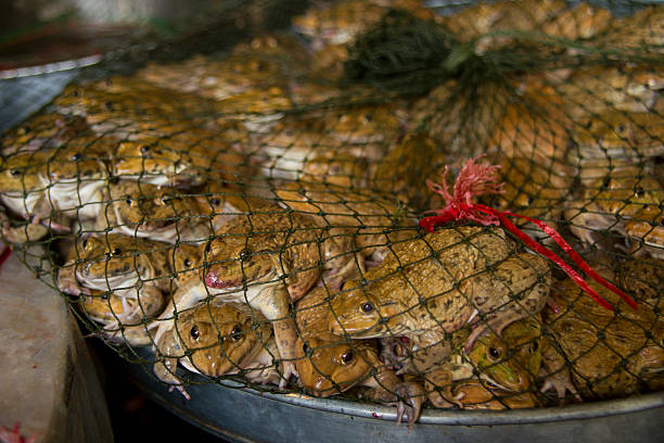 istock Frogs for sale in market. 598089088