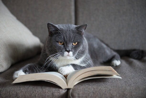 istock The gray cat is reading a book 598089354