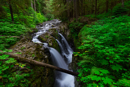 An easy trail takes you through a beautiful forest of conifers and mossy maples to Sol Duc Falls, one of the most scenic on Olympic peninsula.