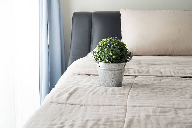 istock Dwarf trees on the flower pot at bedroom. 598090674