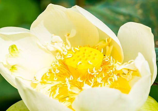 istock lotus flower in chiangmai Thailand 598091852