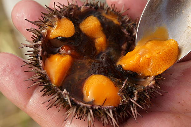 istock Roe of the sea urchin 598093320
