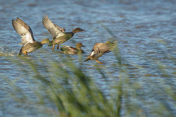 istock Gadwall duck landing on water 598094994
