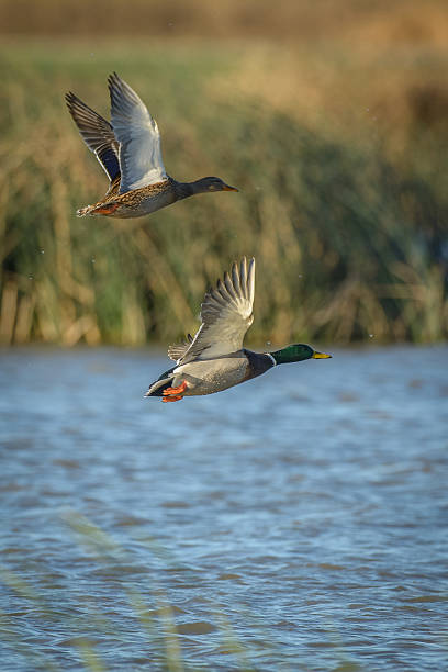 istock Flying male female mallard ducks 598095008