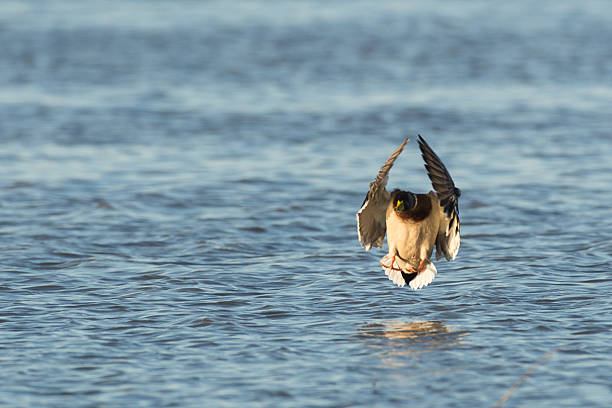 istock Mallard duck landing on water 598095076