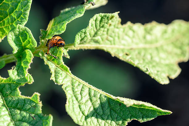 istock Colorado Beetles Eating Potato Plant 598097040
