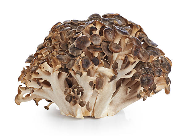 그리폴라 프론도사, 양머리 버섯 (마이타케 버섯) - 잎새버섯 뉴스 사진 이미지