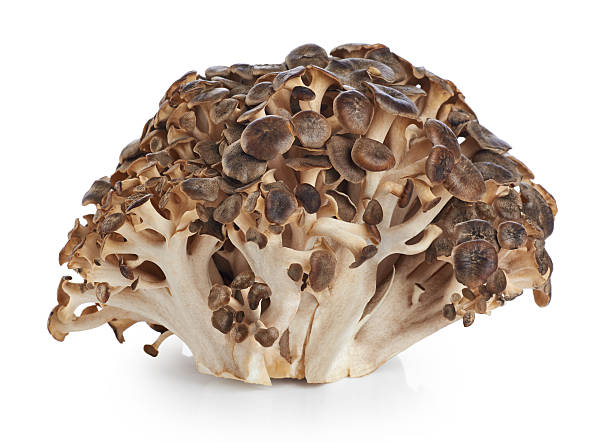 Grifola frondosa, Sheep's Head mushroom (maitake mushroom)