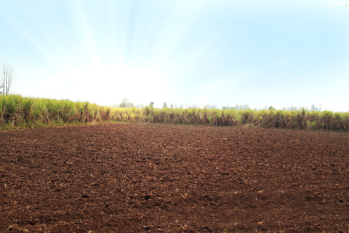 Healthy young soybean crop in field at dawn, with stunning sky.