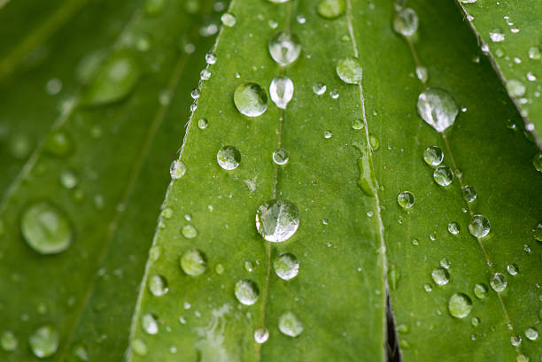 istock Lupine Leaves and Rain Water on it. Macro, Shallow DOF. 598098566