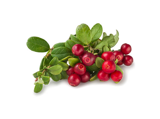 Wild Cowberry with leaves Wild Cowberry foxberry, lingonberry with leaves isolated on white. bearberry stock pictures, royalty-free photos & images