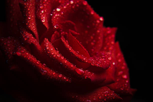 istock water droplets on a red rose petals 598099396