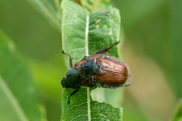 istock Cockchafer Mating. Macro Photo Shallow DOF 598099474