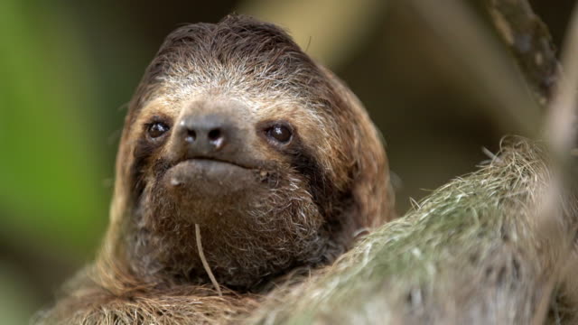 CU Adorable sloth on a tree