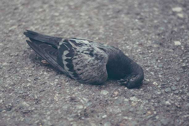 istock Pigeon lying dead on the side road 598129878