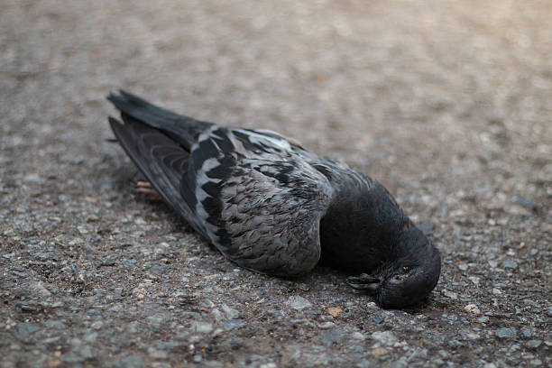 istock Pigeon lying dead on the side road 598129950