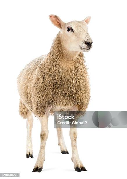 Sheep Against White Background Stock Photo - Download Image Now - Sheep, White Background, Cut Out