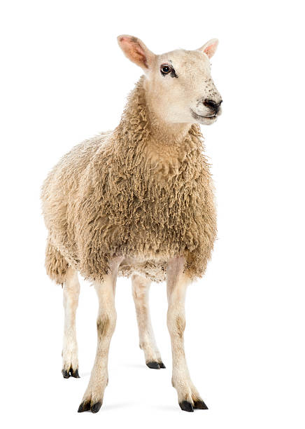 sheep against white background - carneiro imagens e fotografias de stock