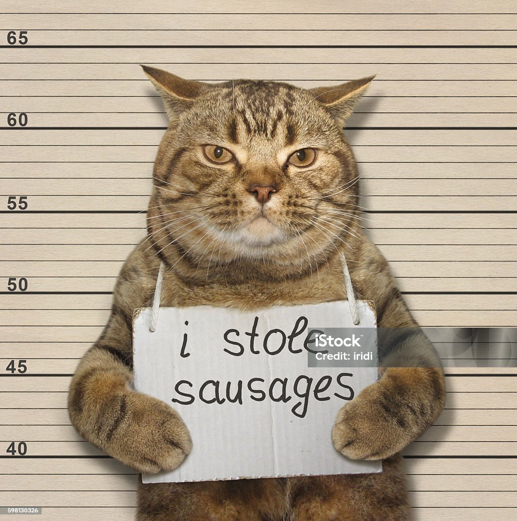 Catstole sausages A scottish straight cat was convicted of stealing sausages. Arrest Stock Photo