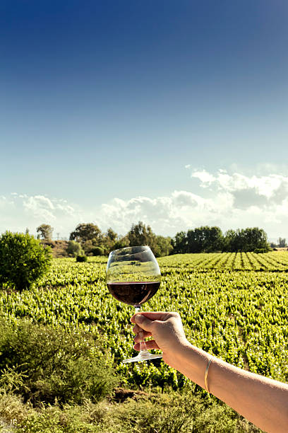 istock Mendoza, sun land and the good wine 598130590