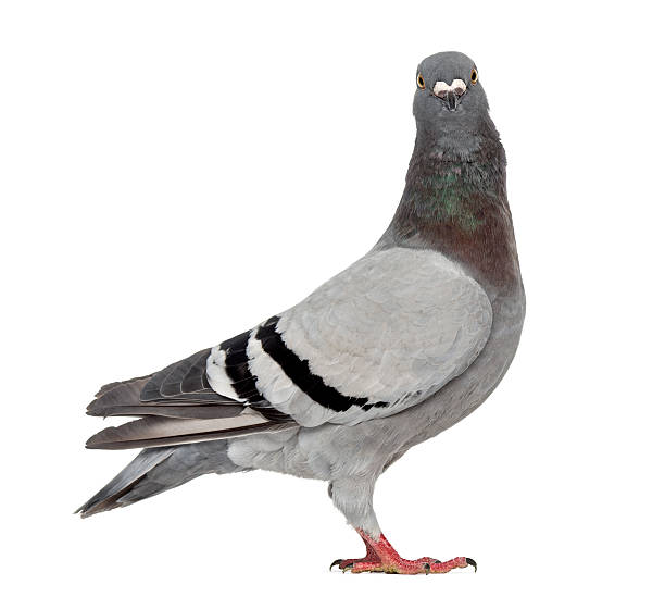 istock Homing pigeon isolated on white 598130990