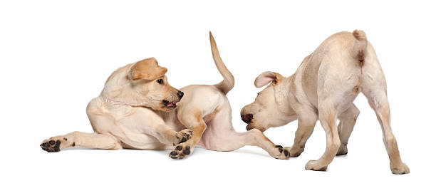 istock Young Labrador Retriever, 4 months old 598131140